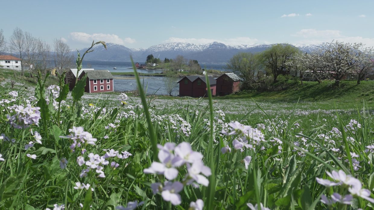 Hardangerfjord